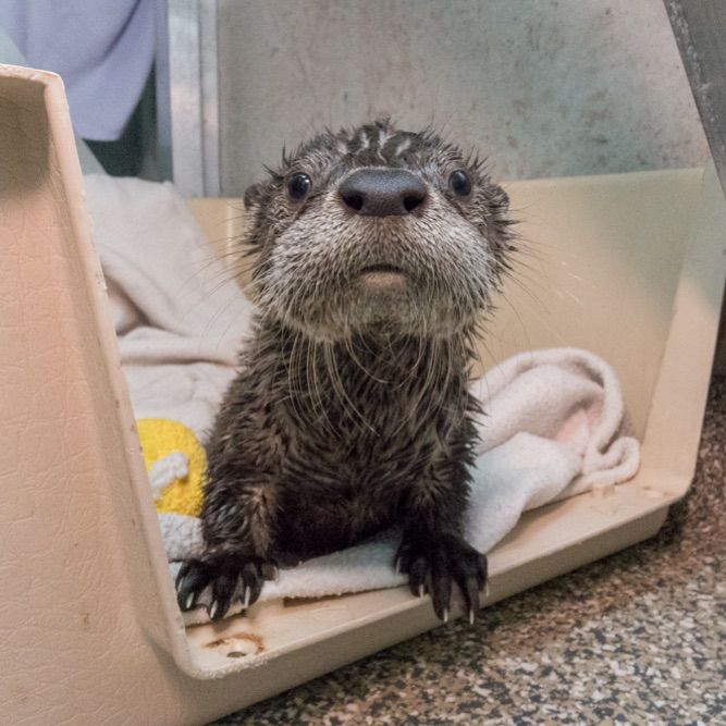 A river otter pup looks at the camera 