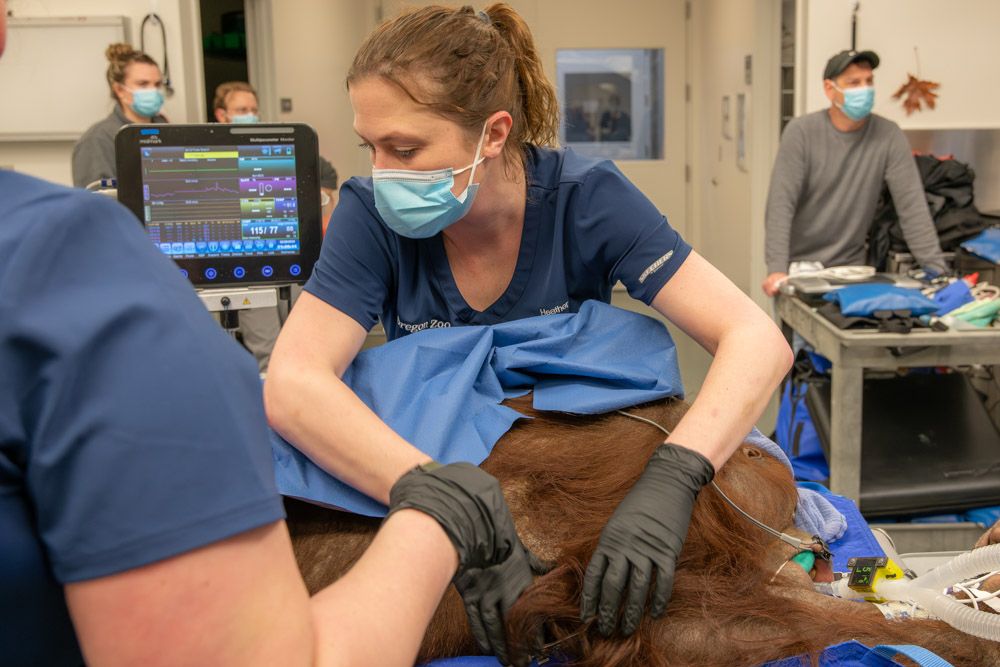 Vet tech working with an orangutan 