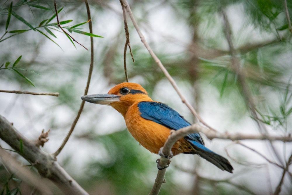 Zoo welcomes ultra-rare sihek kingfishers