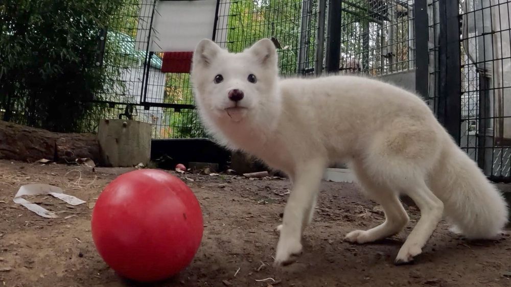 White arctic fox near a red ball 