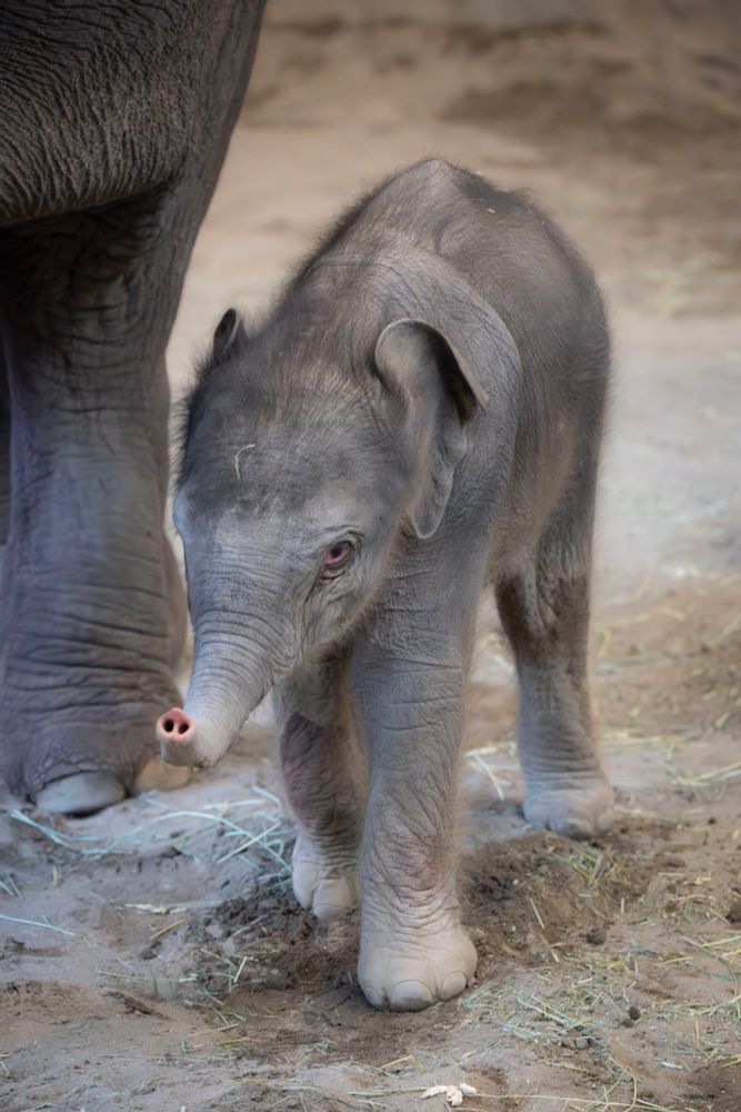 Newborn elephant calf by mom’s foot