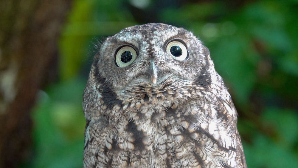 Screech owl with wide open eyes