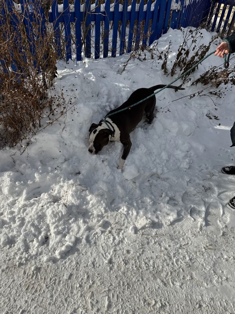 Extremely sweet black and white dog plays in the snow.