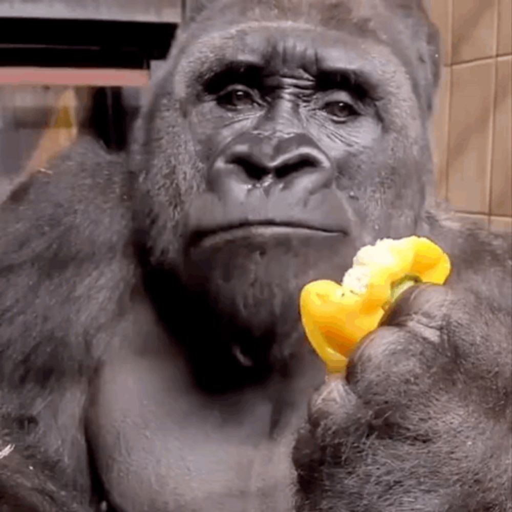 a gorilla is holding a piece of yellow pepper in its hand