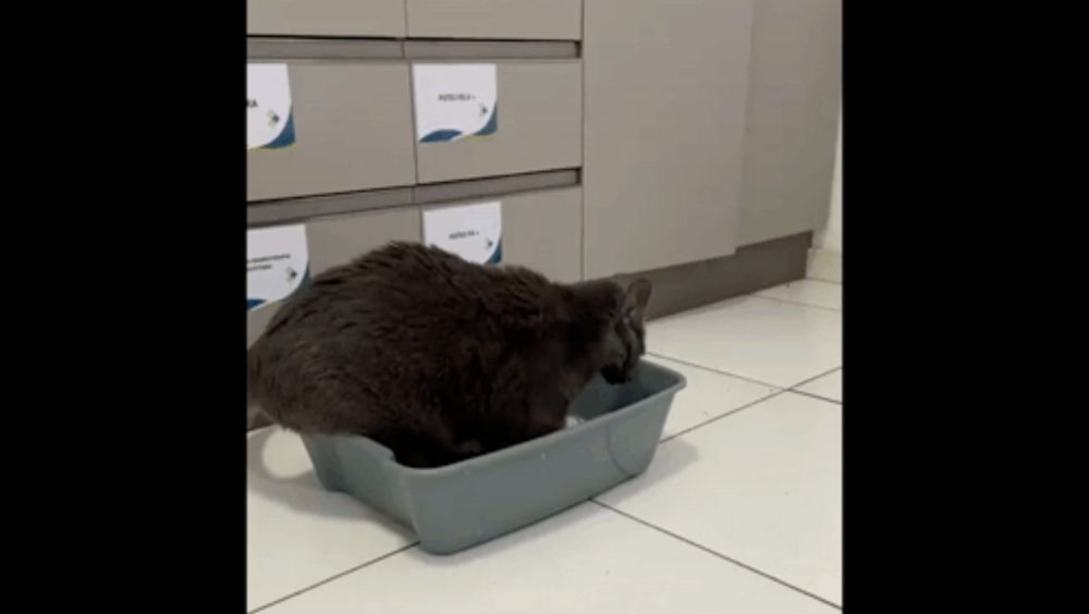 a gray cat is sitting in a litter box with a sign that says ' veterinarian ' on it