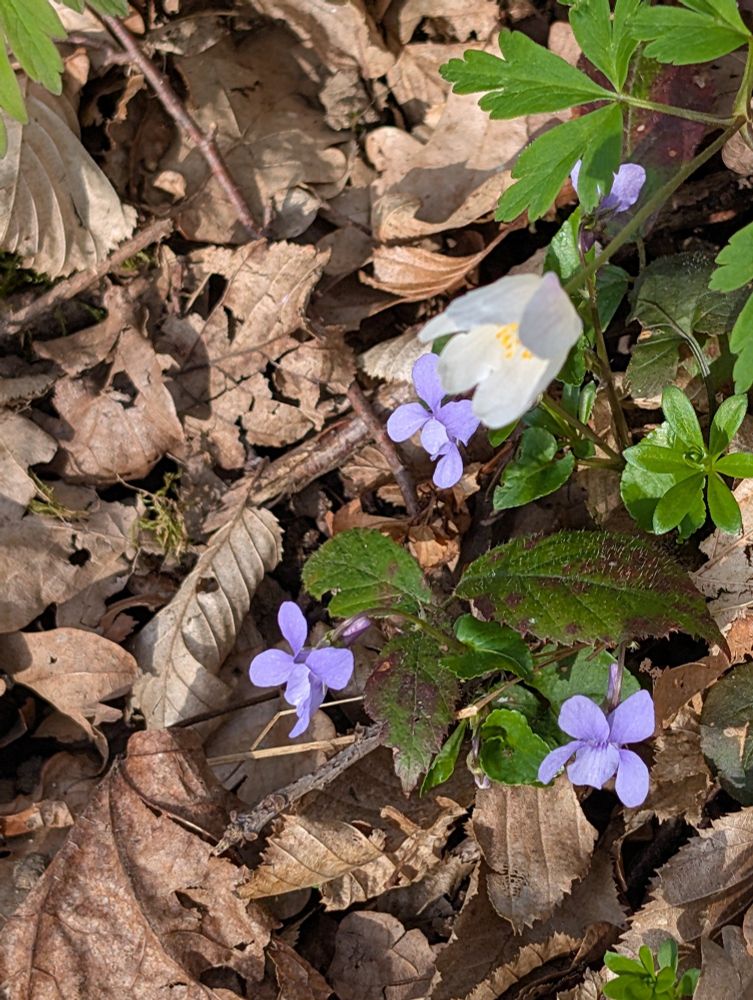 Flowering violets among the wood anemones