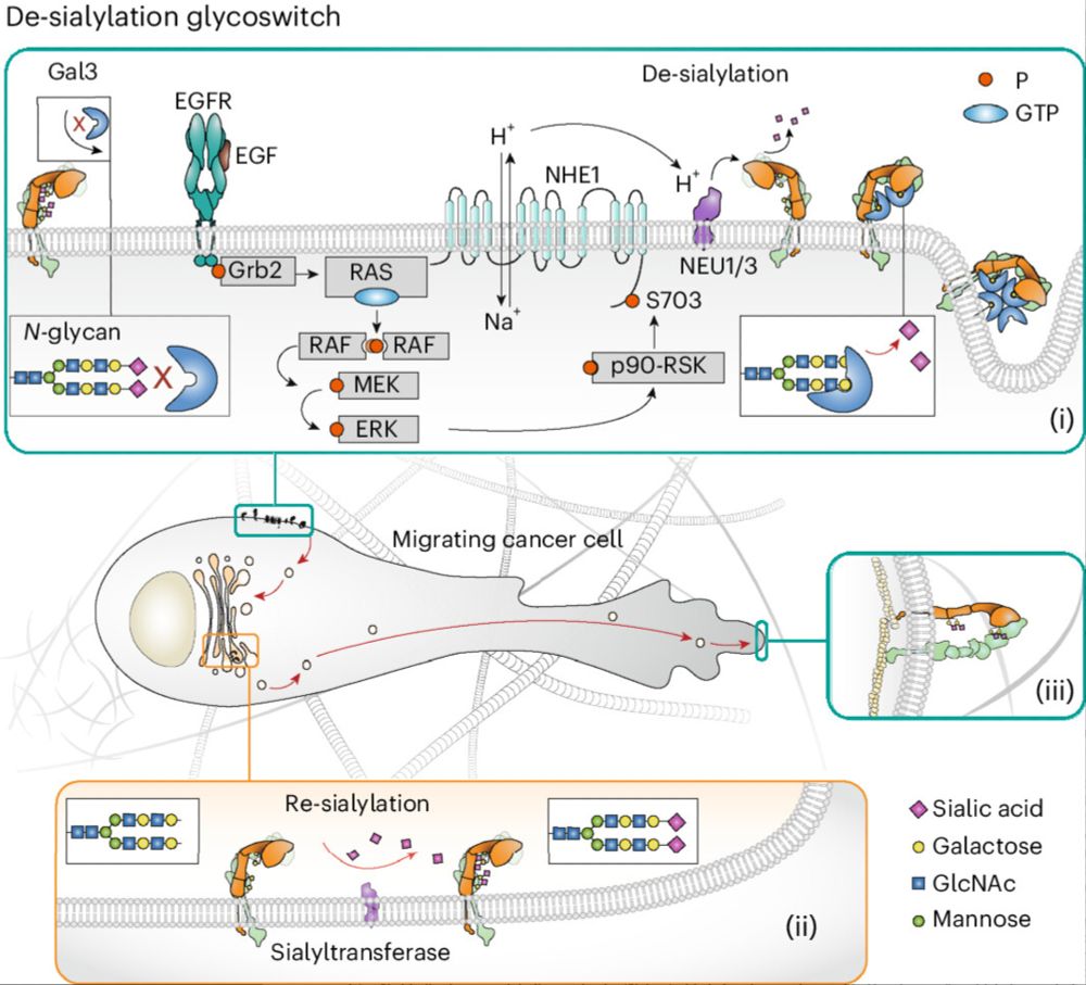 "Growth factor-triggered de-sialylation 
controls glycolipid-lectin-driven endocytosis"
An excellent collaboration between the US, India, Denmark, UK, Netherlands and France.