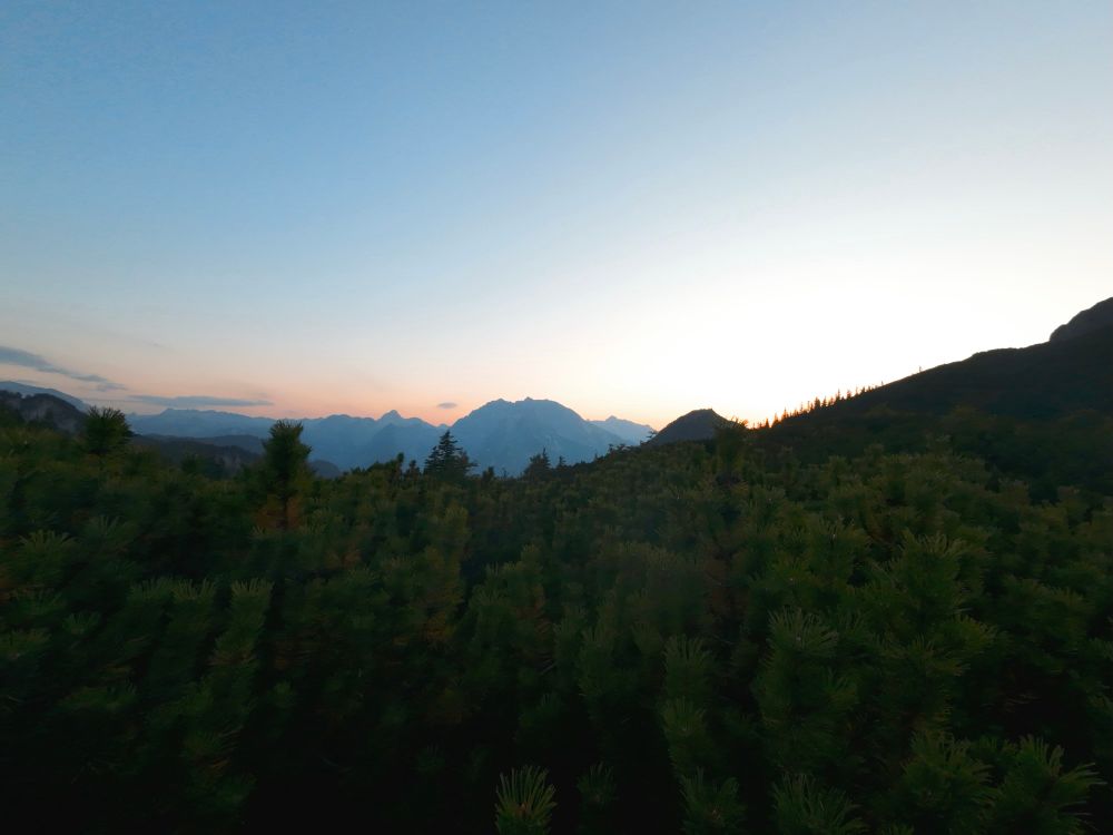 Blick über viele Latschenkiefern auf die Silhouette des Watzmann bei Sonnenuntergang 