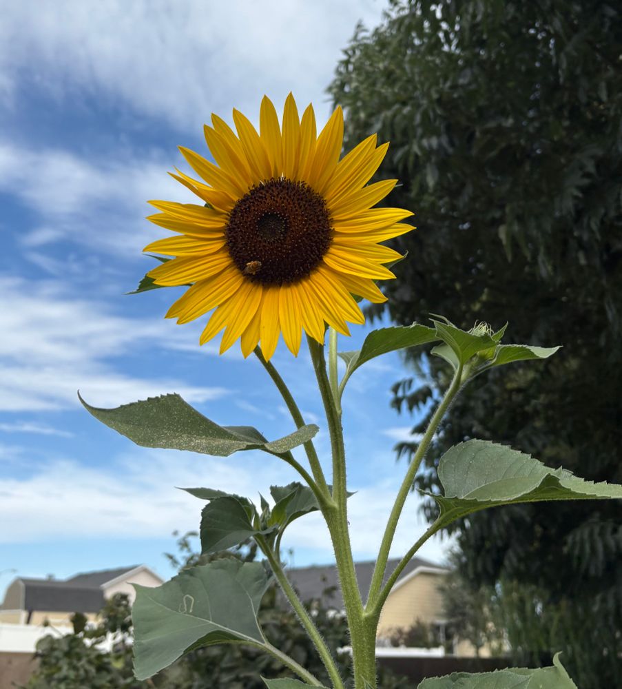 Photo of a sunflower with a bee on it. Trees, houses, and sky are visible in the background.