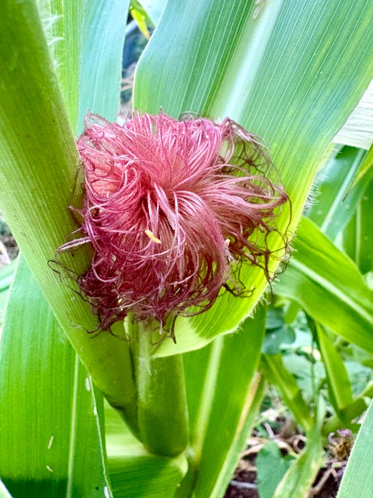 A photo of corn silk emanating from the top of an ear.