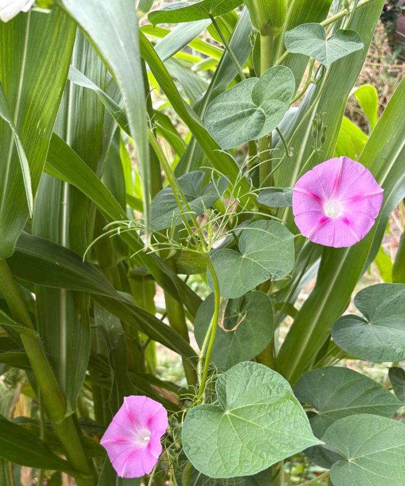 Photo of two pink and lavender morning glory flowers on a vine amongst other green plants.