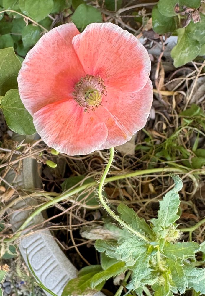 This is a photo of a scraggly poppy growing in a planter. The flower is peach in color.