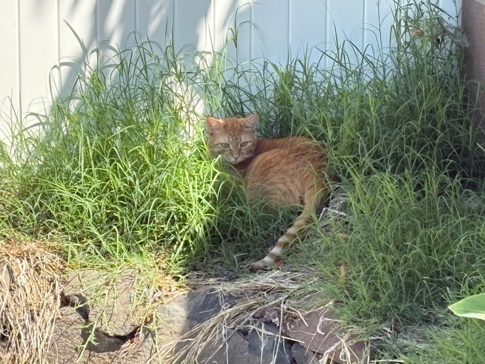 An orange cat, outdoors, sitting in a corner overgrown with crabgrass. There are large rocks below the cat and a solid white fence behind him.
