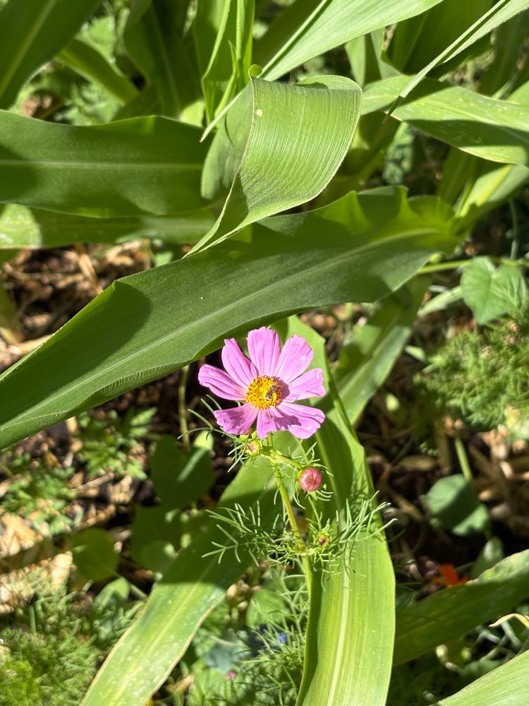 This is a photo of a small bee on a pink daisy amongst stalks of corn.