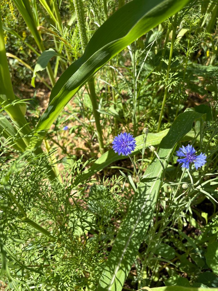 A couple blue cornflower blooms amongst cornstalks and various other green plants.
