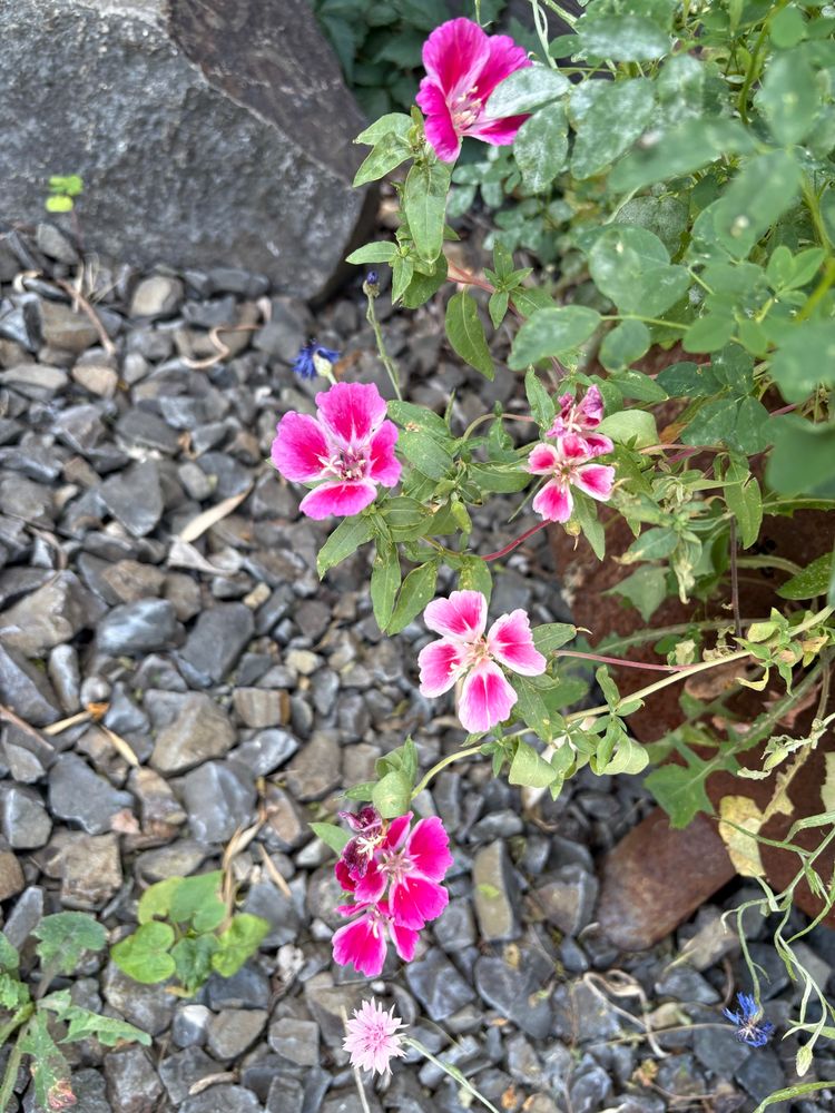 Small pink flowers with angular rocks in the background.