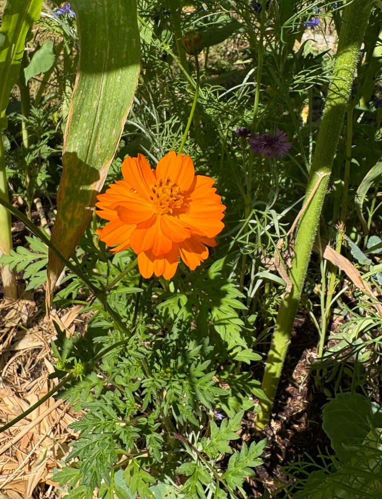 Photo of an orange marigold flower surrounded by other assorted plants.