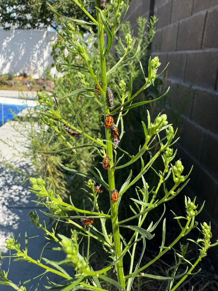 Horsetail plant with many ladybugs in various stages of metamorphosis.