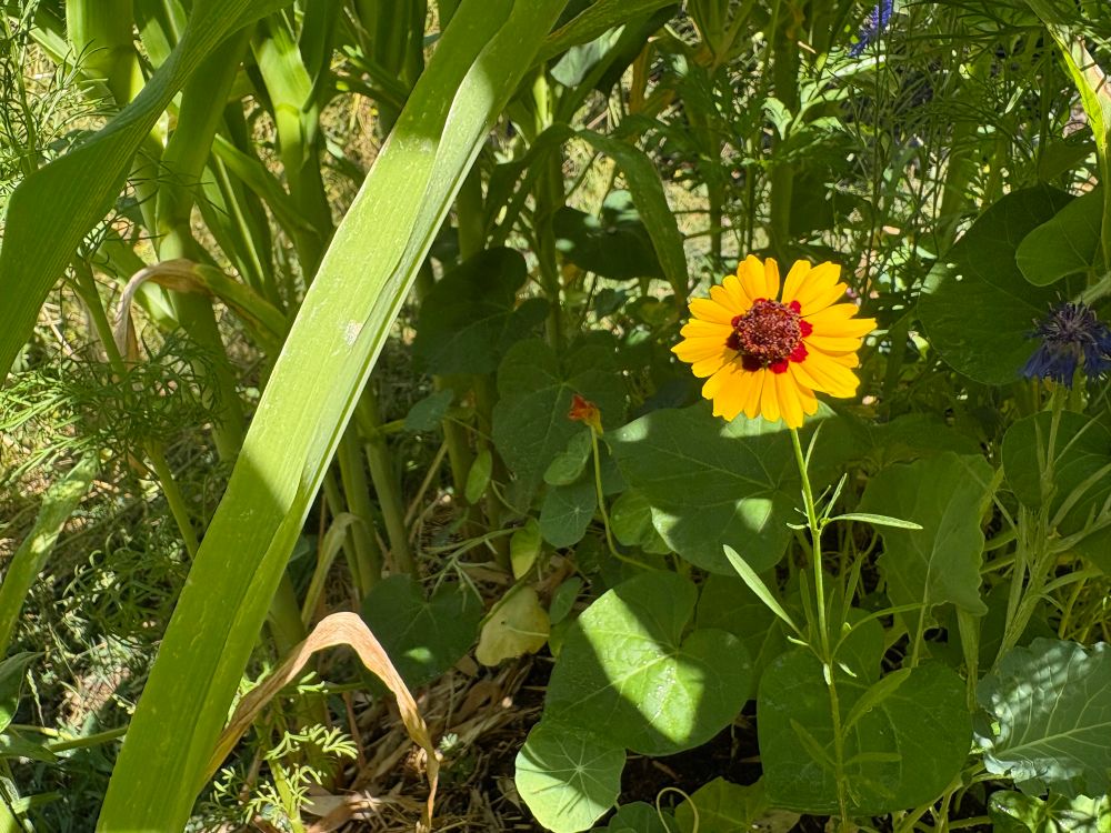 This is a photo of a yellow flower with a dark red center. The flower is surrounded by a diverse array of green plants.