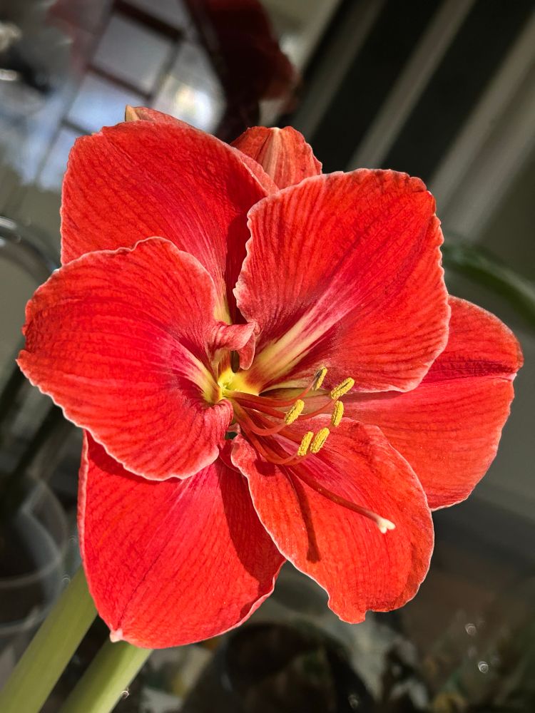 Bright red Amaryllis flower with a fine white picotee edge