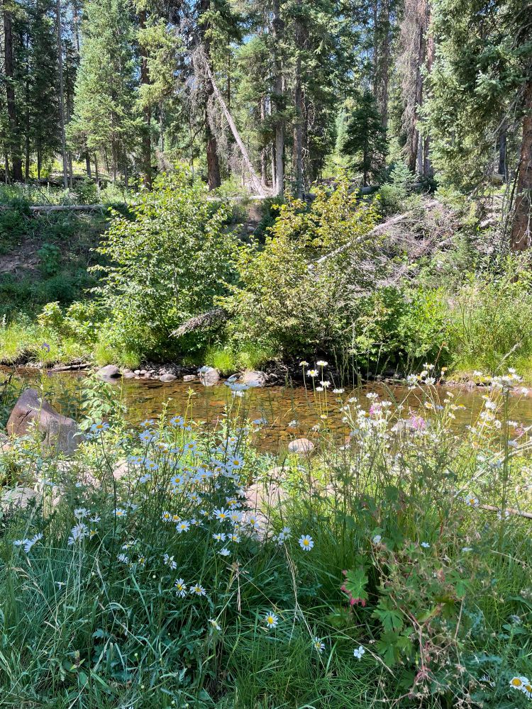 Creek and flowers 