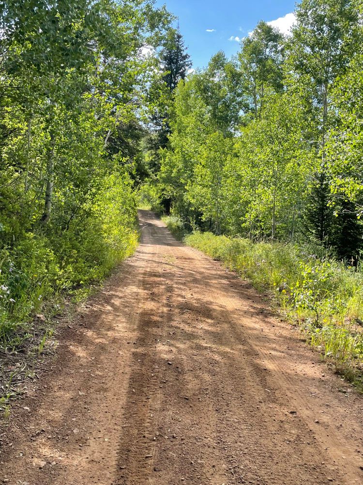Road thru trees 