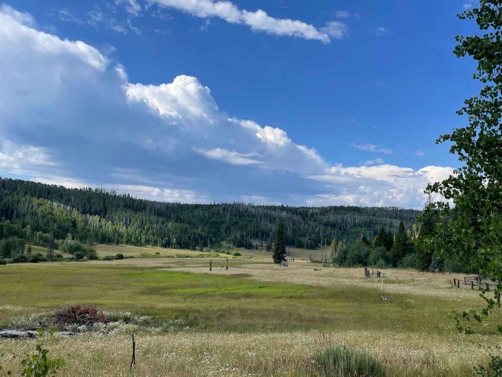 Meadow
