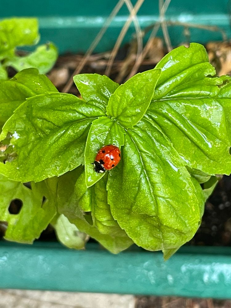 Ladybug on basil