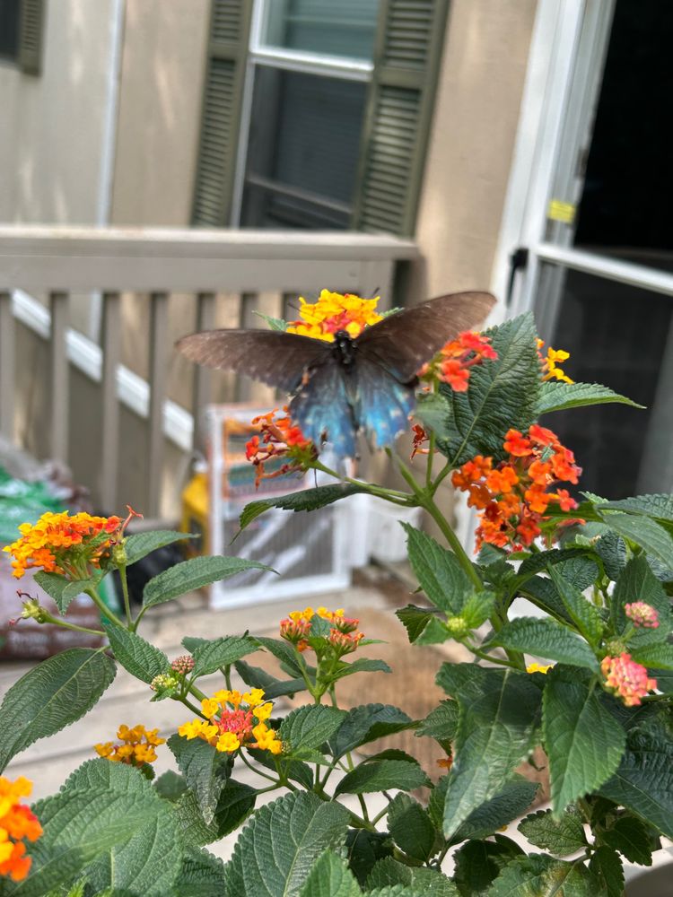 a black and blue butterfly on a red and orange and yellow lantana flower 