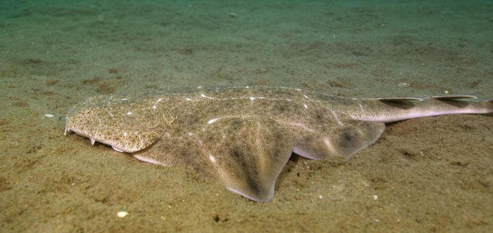 These Sharks Aren’t Gone, Just Harder To Find