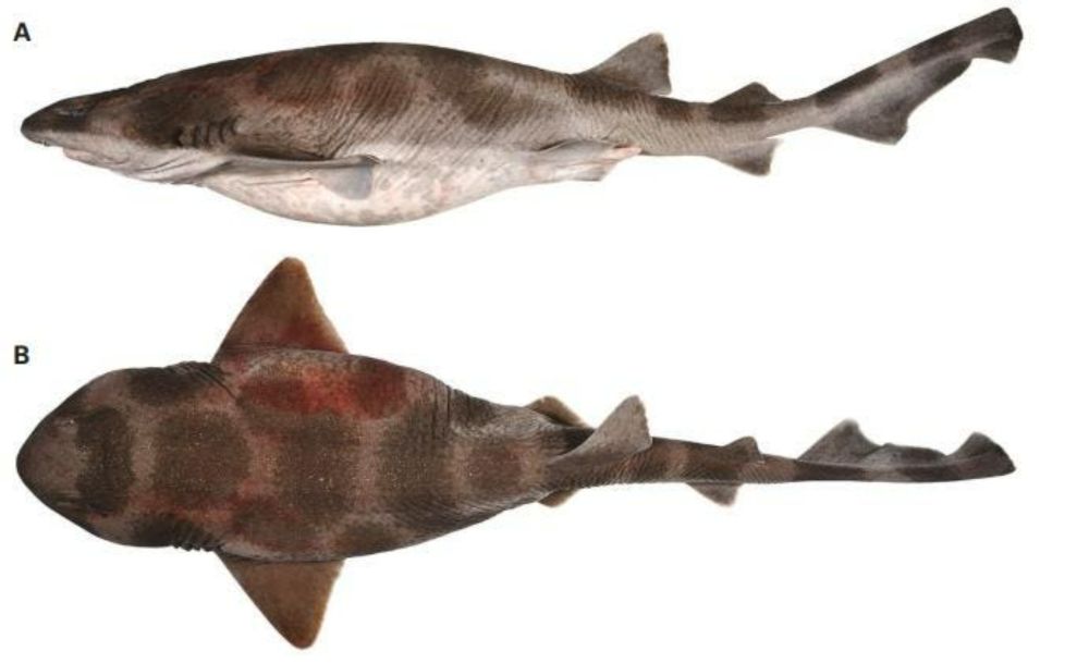 Discovery Of Critically Endangered Shark Expands Their Range