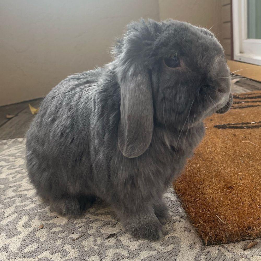A small gray lop earred bunny sitting on an outdoor carpet next to a mat