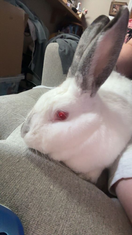 a large white rabbit with red eyes, grey ears, and a grey nose sits on a grey couch 