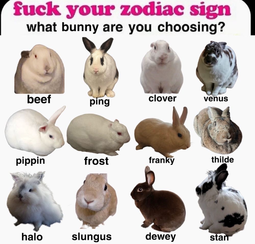 image of twelve rabbits aligned in grid formation with the text “fuck your zodiac sign - what bunny are you choosing?” with their names underneath. their names in order from left to right: beef, ping, clover, venus, pippin, frost, franky, thilde, halo, slungus, dewey, and stan