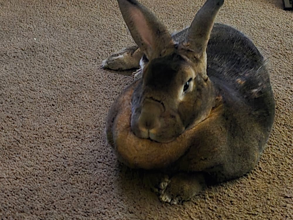a fat large brown rabbit laying on carpet