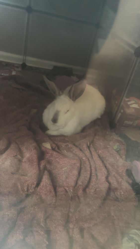 a large white rabbit with grey ears and a grey nose sleeps on a fur covered blanket