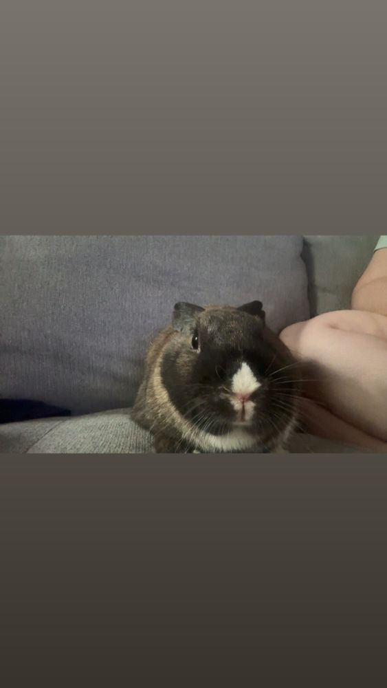 a brown rabbit with a white nose and white chest sits in front of the camera