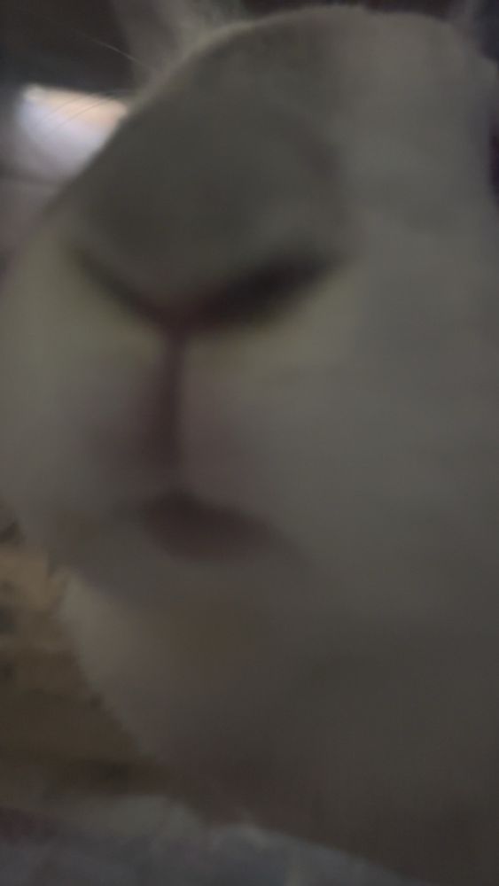 a white rabbit with a grey nose investigates the camera