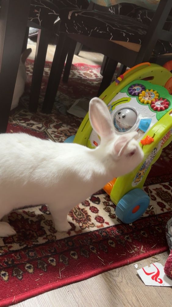 a large with rabbit investigating the baby walking toy behind her