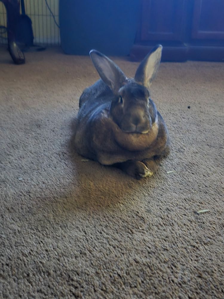 a large brown rabbit with a huge chin laying down with his paw in front of him