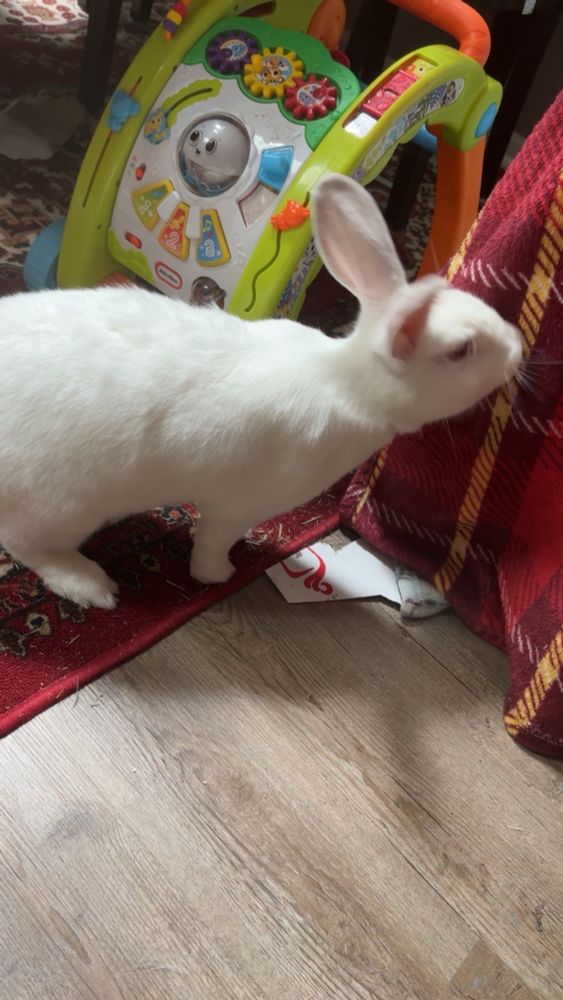 a large white rabbit sniffing a red and orange plaid blanket with a baby walking toy behind her
