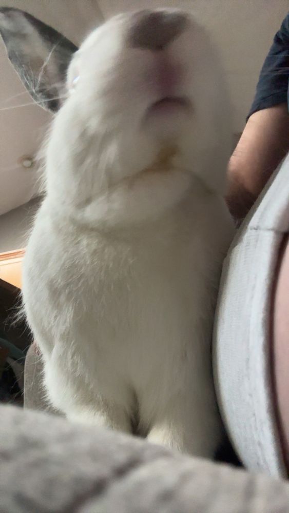 the underside of a large white rabbit with red eyes, grey ears, and a grey nose 
