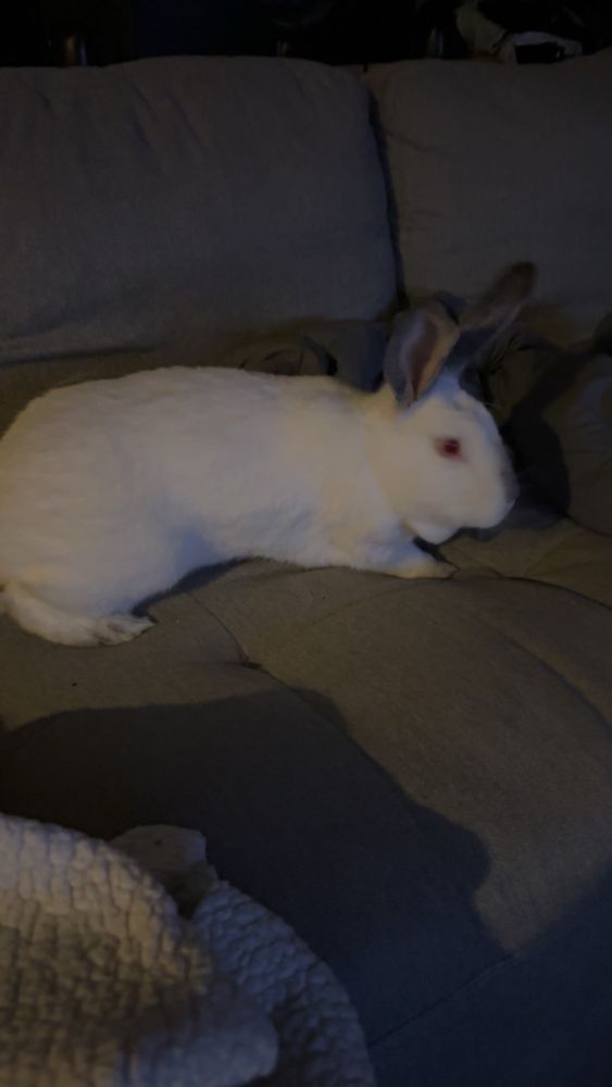 a large white rabbit with grey ears, grey nose, and red eyes sits on a couch. he is fat and has an extra chin