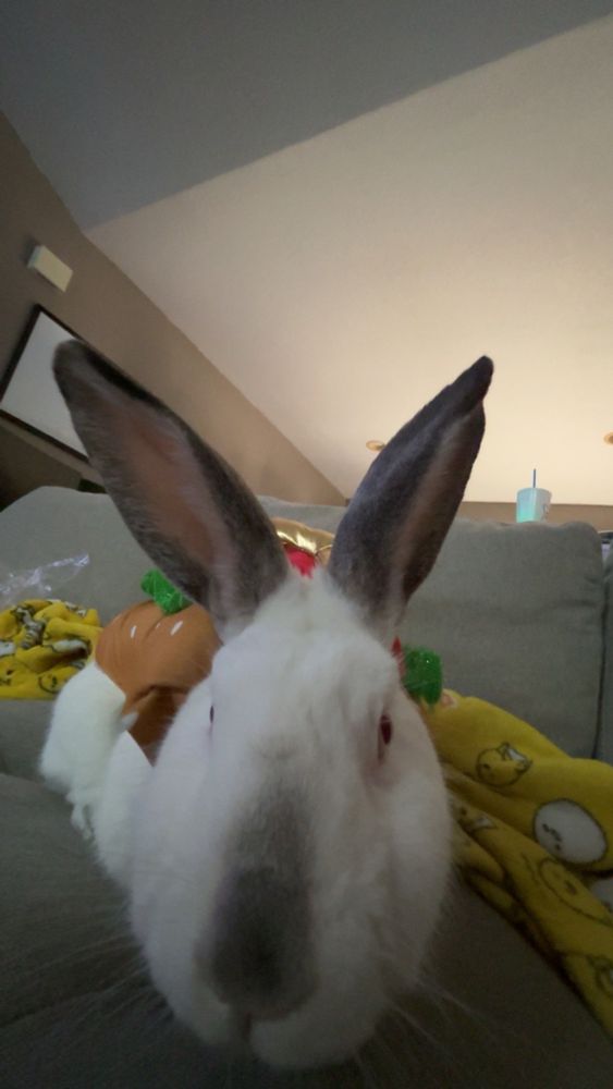 a white rabbit with gray ears and a gray nose and red eyes dressed as a hot dog