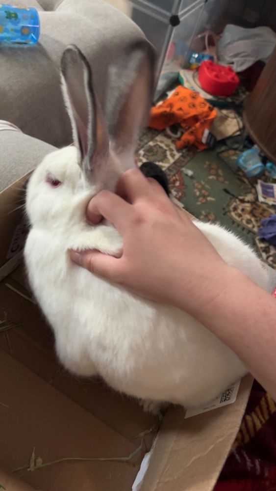 a fat fuck white rabbit with grey ears and red eyes getting pets while he sits in a box