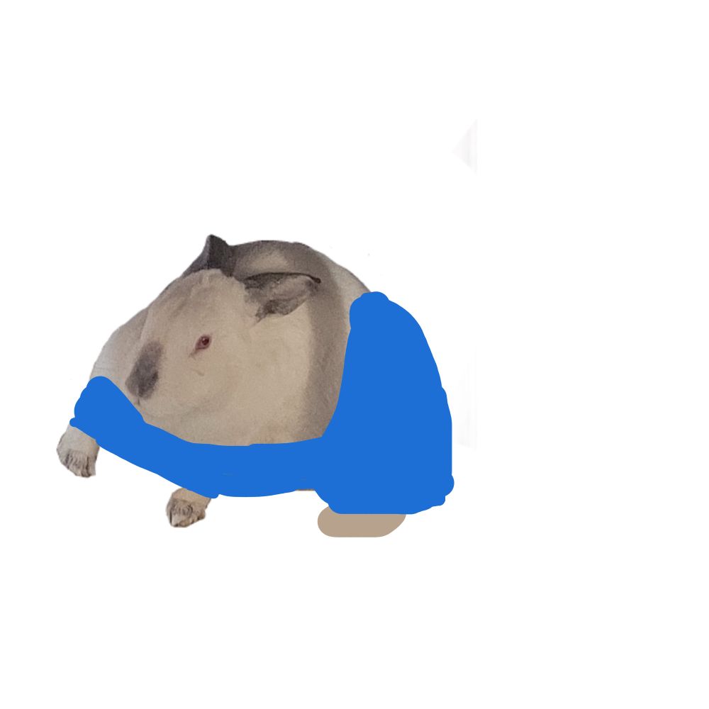 a fat white rabbit with gray ears and a gray nose on all fours with a drawing of pants on his paws and feet