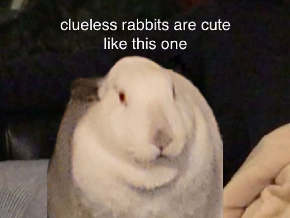 an image of a fat white rabbit with grey ears, a grey nose, and red eyes that is captioned “clueless rabbits are cute like this one”
