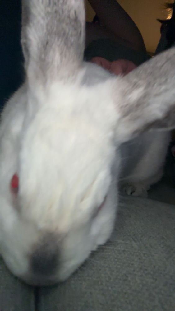 a white rabbit with red eyes, grey ears, and a grey nose approaches the camera. he is molting and looks ridiculous