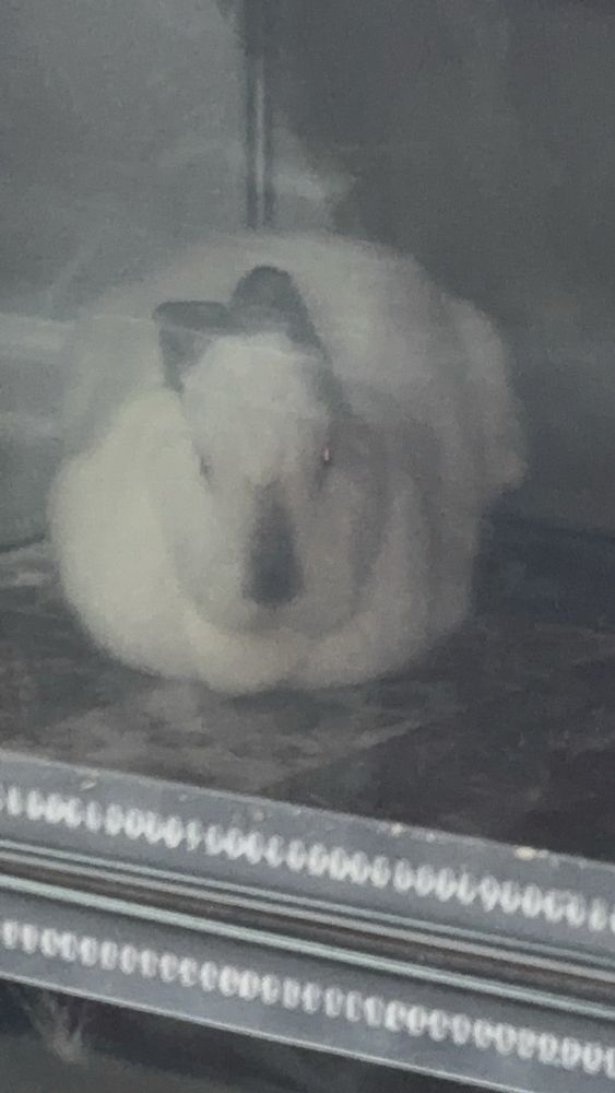 a large white rabbit with grey ears and a grey nose loafs on a red rug. his eyes are glowing red due to the camera flash. the picture is taken through a plastic slide