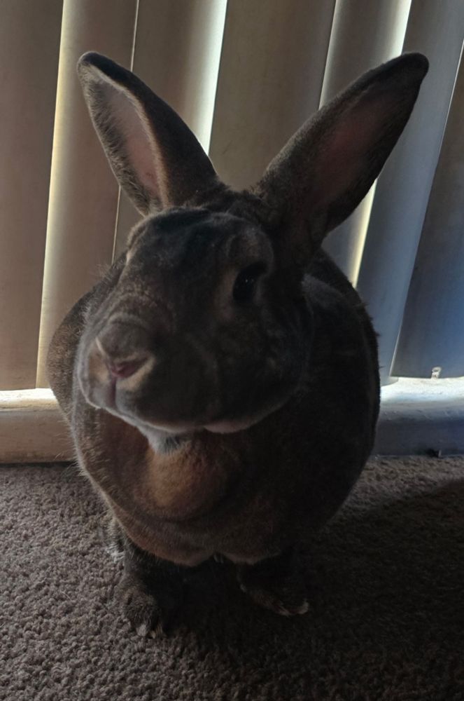 a large brown rabbit sits in front of window curtains